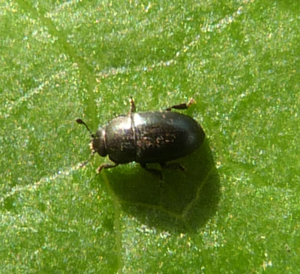 Graham CalowUllesthorpe Stewardship Farm31 August 2012specimen examined