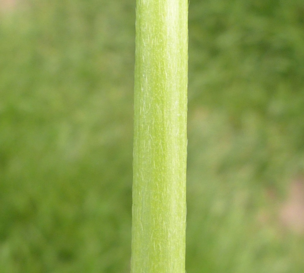 Graham CalowField off Broughton Road, Cosby 16 May 2016smooth rounded stem