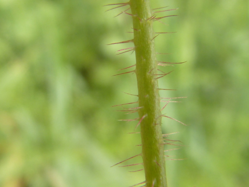 Graham CalowB4114 Coventry Road, Sapcote 30 May 2017Flower stalks with spreading hairs