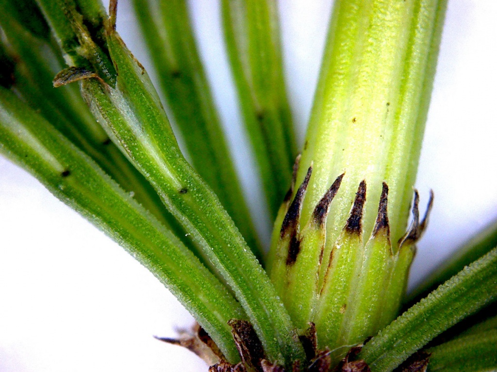 Melinda BellMoira, Moira Junction Reserve02 September 2020