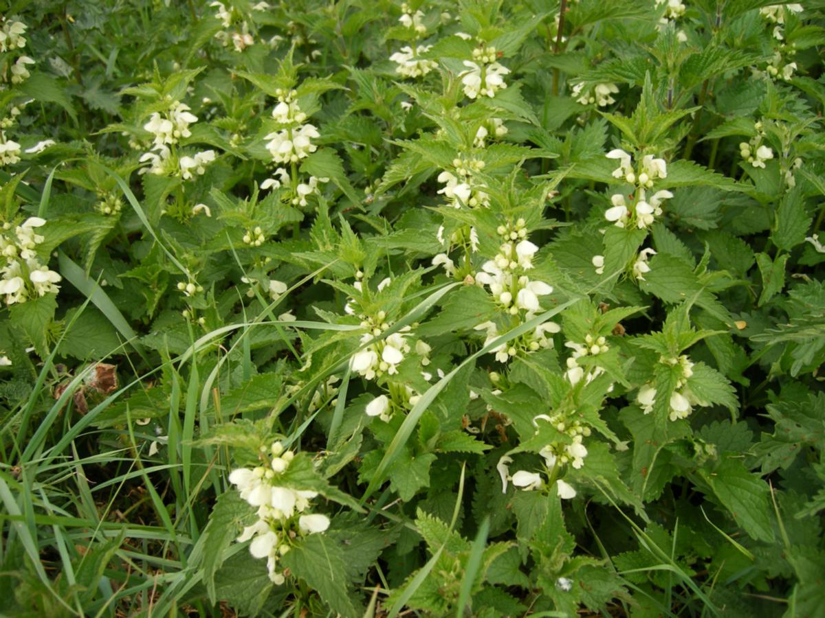 Ron.stevensBroughton Astley15 May 2011