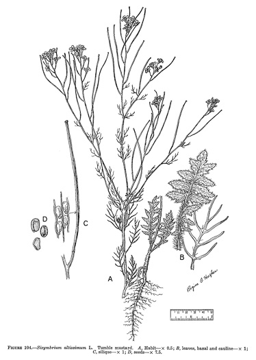 USDA-NRCS PLANTS Database / Britton, N.L., and A. Brown. 1913    pnd_noal3_001_lvd |          | 