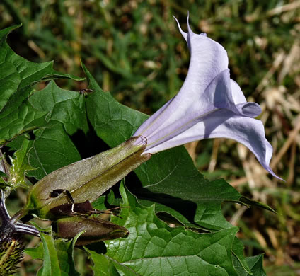 Roxanna Martin    rlm102309_068 | October    Spartanburg County    SC | All parts of the plant, esp seeds, dangerously poisonous to man and livestock, per Vascular Flora of the Carolinas (Radford, Ahles, & Bell, 1968).