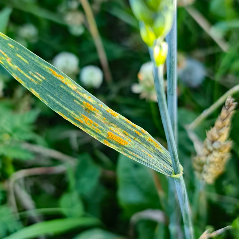 Mark SkevingtonSpringwell Lane, Whetstone17 July 2020