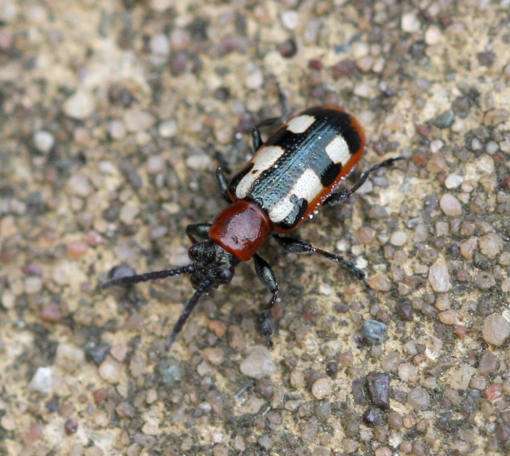 Graham CalowSapcote12 June 2013