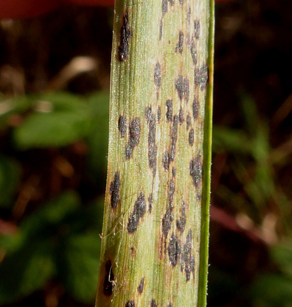 Graham CalowSapcote, Footpath near site of Calver Quarry 20 September 2021on Couch Grass