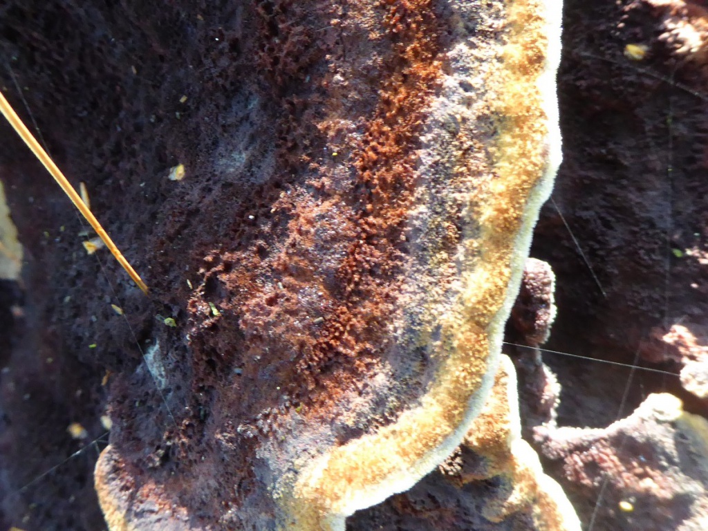 Margaret McLoughlinCharnwood Lodge NNR12 September 2019