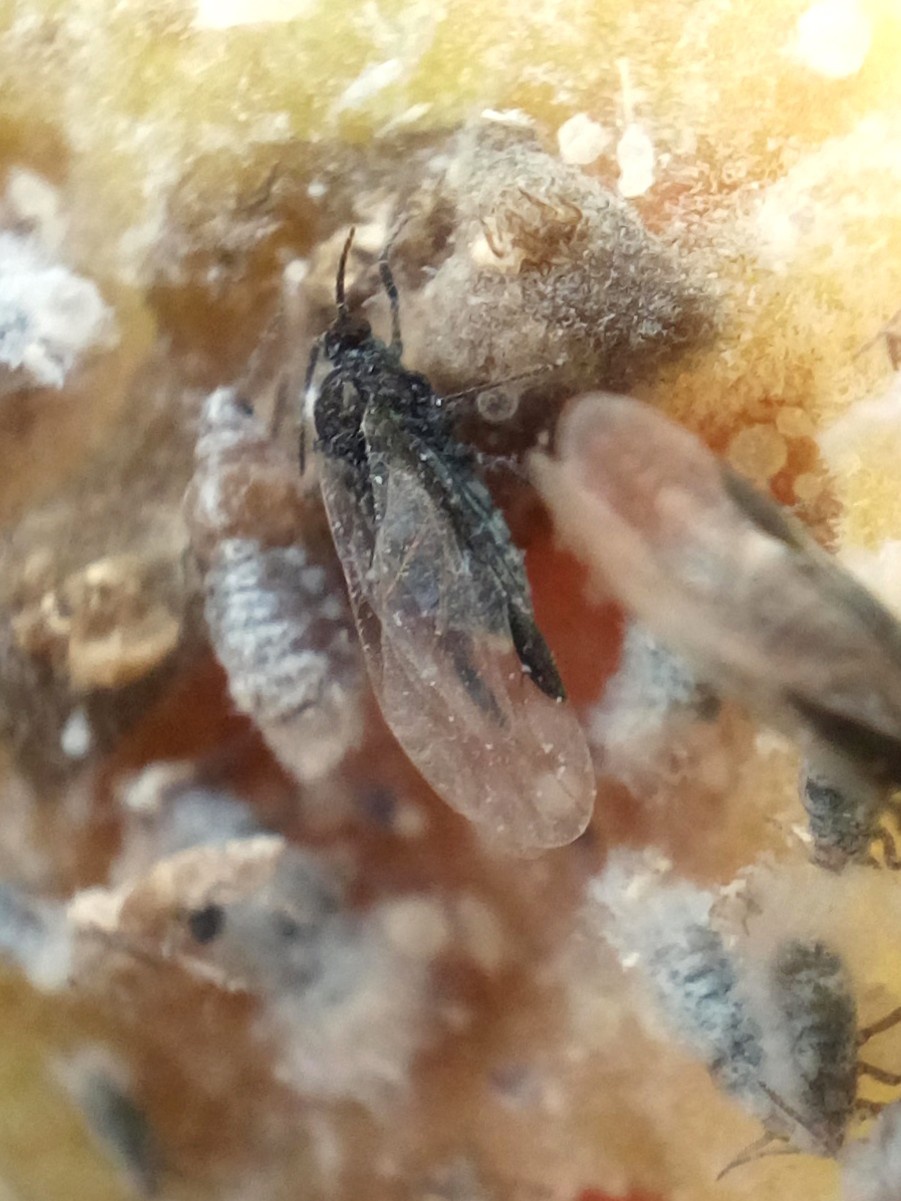 Peter SmithCropston, Brooky Lane05 July 2023Alate