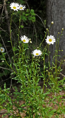 Gill Newberry    gn04_leucanthemum_head | April         | 