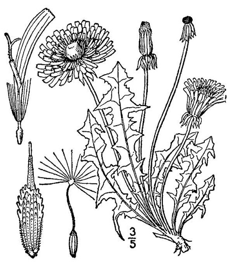 USDA-NRCS PLANTS Database / Britton, N.L., and A. Brown. 1913    pnd_leta2_001_lvd |          | 