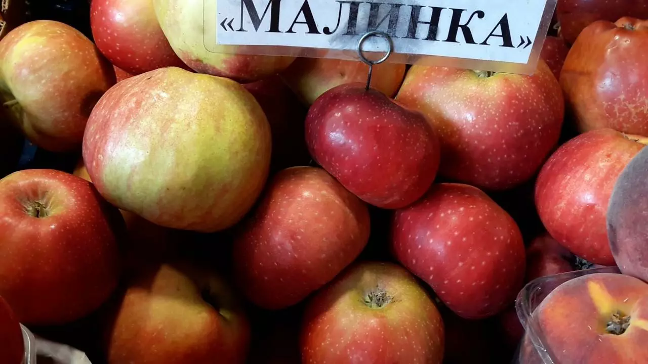 Яблоки малинка. Сорт яблок черный принц. Саженцы яблоня малиновка. Яблоко малинка фото. Яблоко малинка фото.