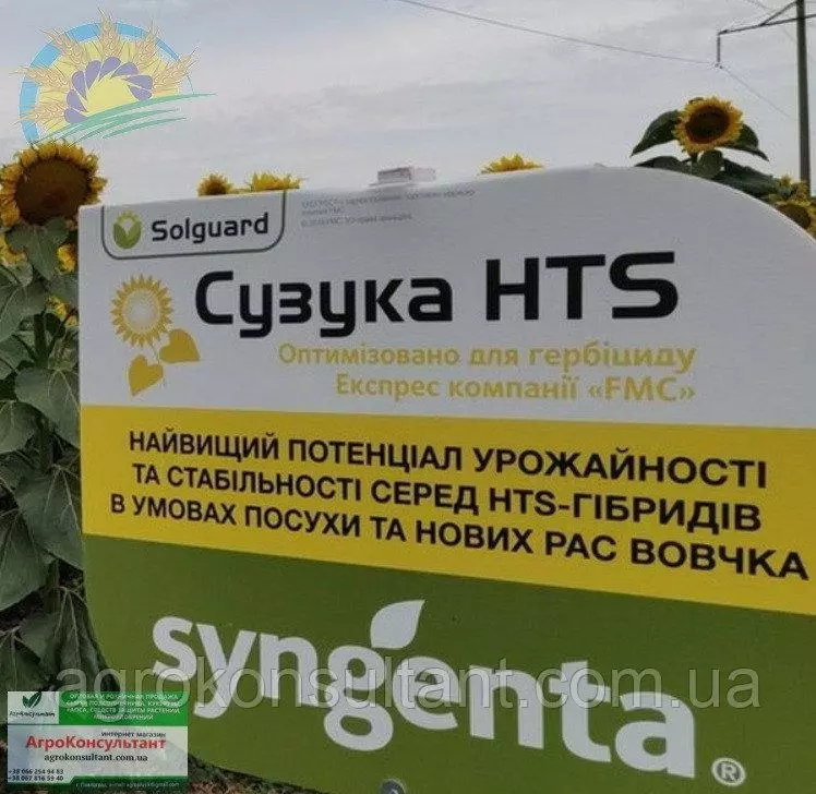 семена подсолнечника сингента. семена подсолнечника арко. семена подсолнечника экспресс пионер 46. лимагрейн подсолнечник. сингента семена подсолнечника сузука.