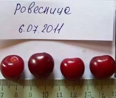 Вишня колоновидная ашинский гибрид. Тургеневская вишня описание сорта. Чудо вишня. Саженец черешня ревна окс. Вишня шоколадница.