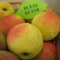 Яблоня сорт белый налив. Яблоня исеть. Сорт яблони исеть белая. Орлик (сорт яблони). Яблоня исеть.