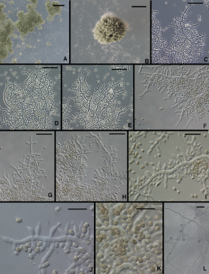 Формула молекулы Trichoderma longibrachiatum| Formula of active ingredient Trichoderma longibrachiatum 