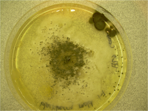 Формула молекулы Acremonium lichenicola | Formula of active ingredient Acremonium lichenicola 