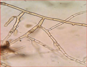 Формула молекулы Mycelium radicis var.Ledum| Formula of active ingredient Mycelium radicis var.Ledum 