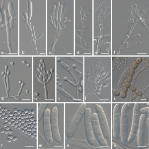 Формула молекулы Cylindrocarpon magnusianum| Formula of active ingredient Cylindrocarpon magnusianum 