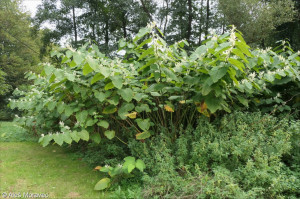 Формула молекулы Экстракт Reynoutria sachalinensis| Formula of active ingredient extract from Reynoutria sachalinensis 