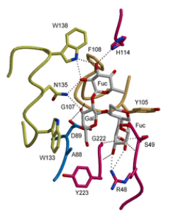 Формула молекулы Полипептид Лектин BLAD| Formula of active ingredient Polypeptide Lectin BLAD 